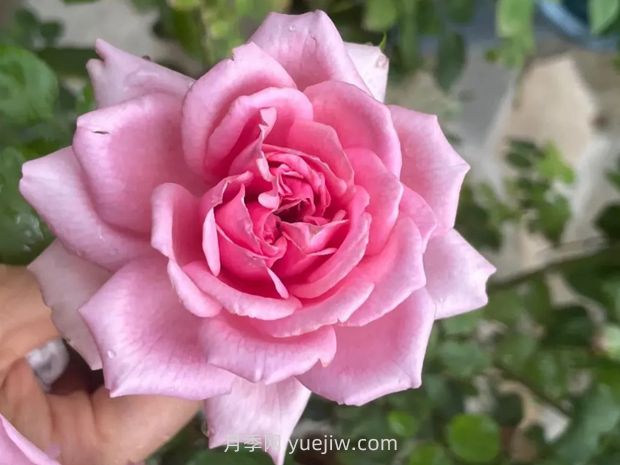 龐巴度月季的優(yōu)缺點(diǎn)是什么？(圖1)