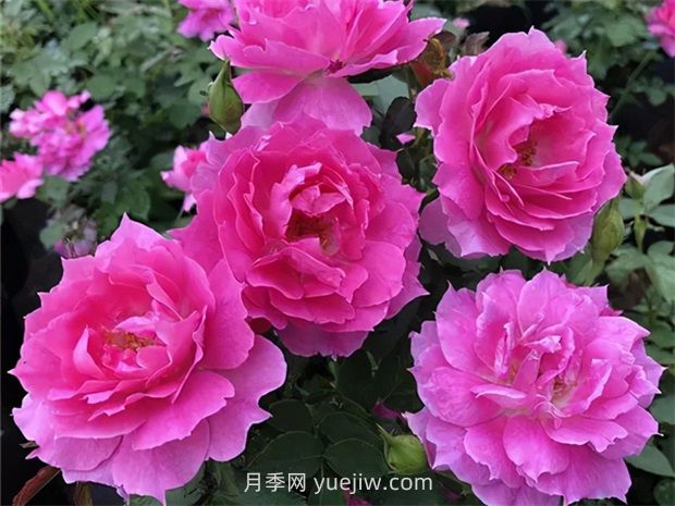 天方夜譚月季的優(yōu)缺點(diǎn)是什么？(圖1)