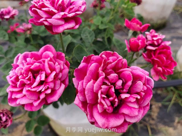 日本瑪麗月季的優(yōu)缺點(diǎn)是什么？(圖1)