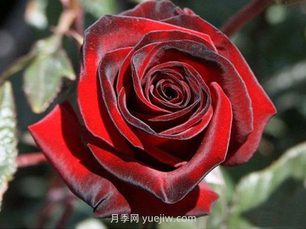 黑魔術(shù)月季的優(yōu)缺點(diǎn)是什么？(圖1)