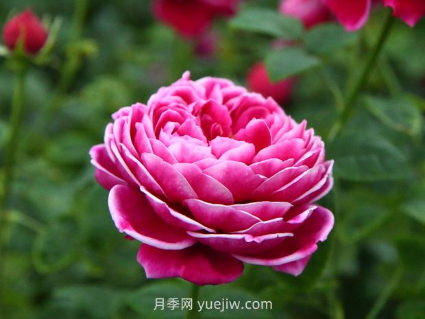 日本瑪麗玫瑰月季的優(yōu)缺點(diǎn)是什么？(圖1)