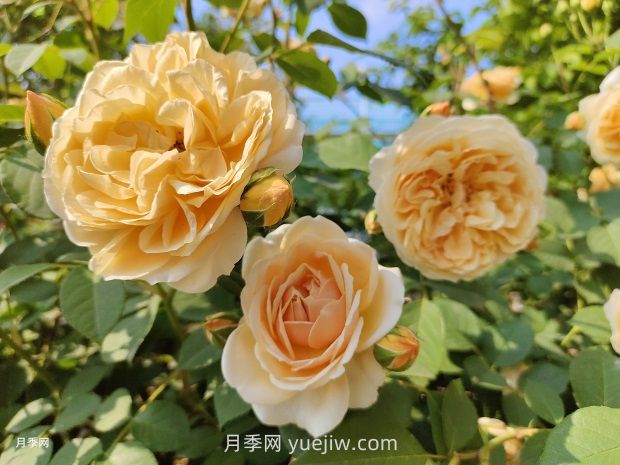 瑪格麗特王妃月季的優(yōu)缺點(diǎn)是什么？(圖1)