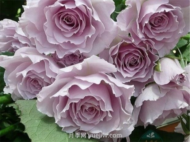 紫色白色的完美結合，蜻蜓月季有什么優(yōu)缺點(diǎn)？(圖1)