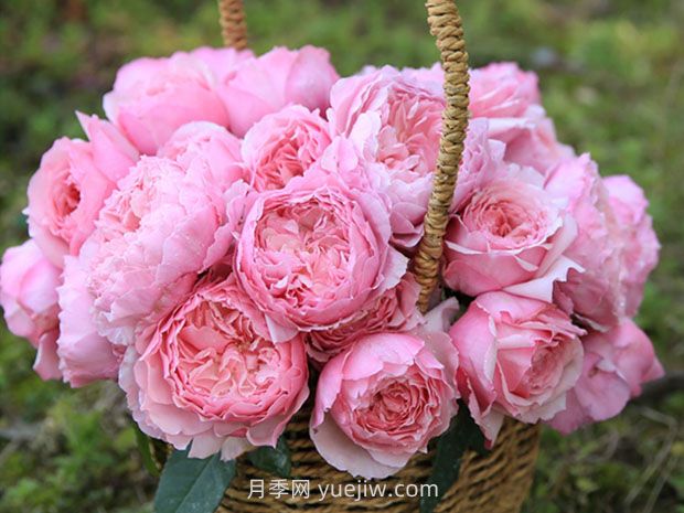 美咲月季的優(yōu)缺點(diǎn)是什么？(圖1)