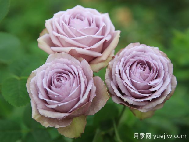 紫丁香月季的優(yōu)缺點(diǎn)是什么？(圖1)