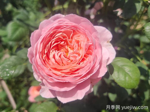 瑞典女王月季優(yōu)缺點(diǎn)有哪些？(圖1)