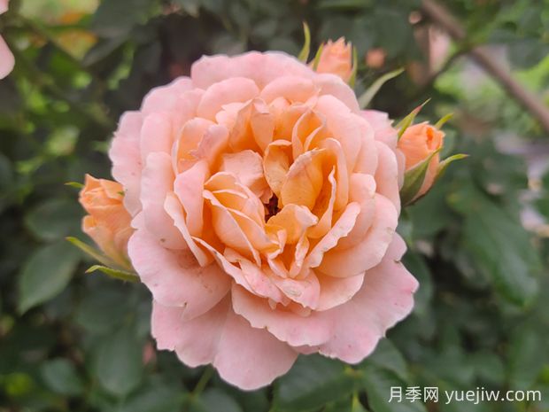 甜夢(mèng)月季的優(yōu)缺點(diǎn)是什么？(圖1)