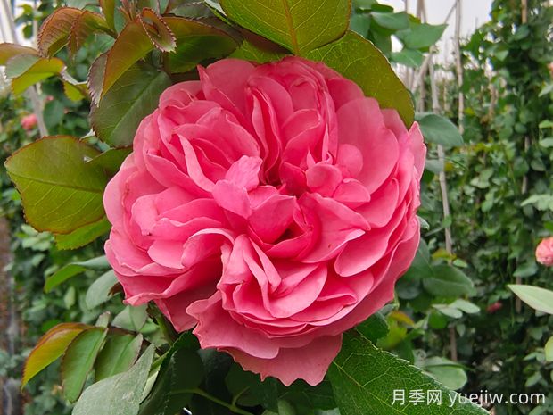 粉色達芬奇月季的優(yōu)缺點(diǎn)是什么？(圖1)