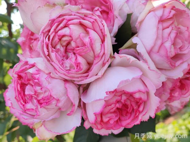 伊芙繁華都市月季的優(yōu)缺點(diǎn)是什么？(圖1)