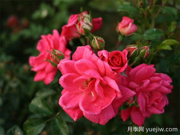 寒地玫瑰月季的優(yōu)缺點(diǎn)是什么？(圖1)