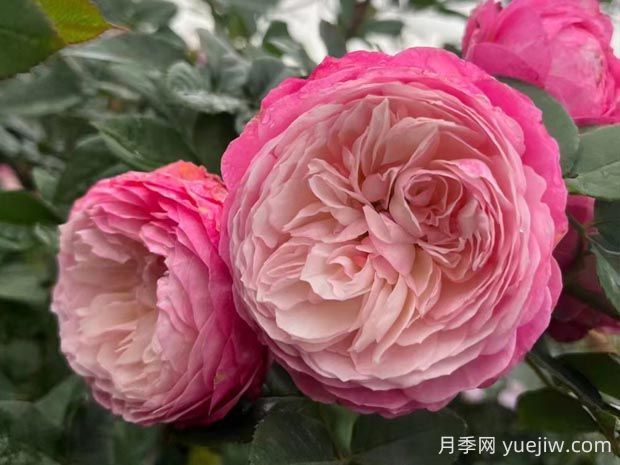 康斯坦茨月季的優(yōu)缺點(diǎn)是什么？(圖1)