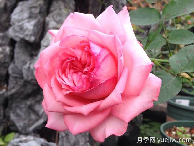 伊芙新娘月季花的優(yōu)缺點(diǎn)是什么？(圖1)
