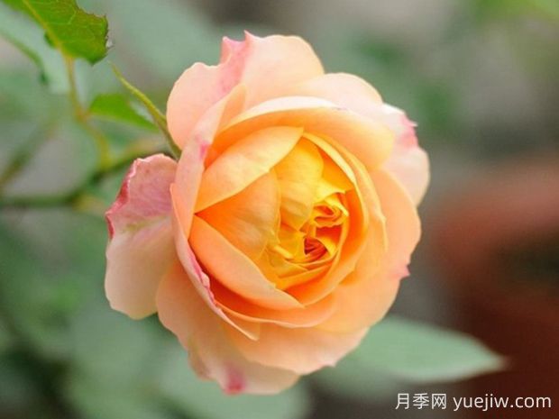 浪漫寶貝月季優(yōu)缺點(diǎn)有哪些？為何如此火爆(圖1)