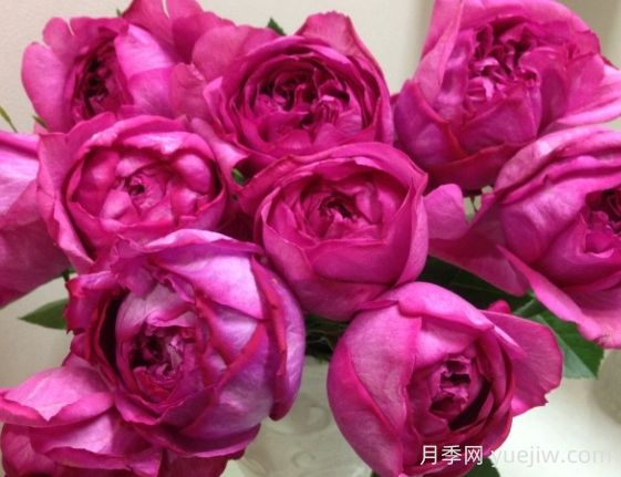伊芙熱情月季的優(yōu)缺點(diǎn)是什么？(圖1)