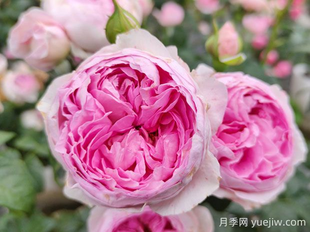 我的心月季的優(yōu)缺點(diǎn)是什么？(圖1)