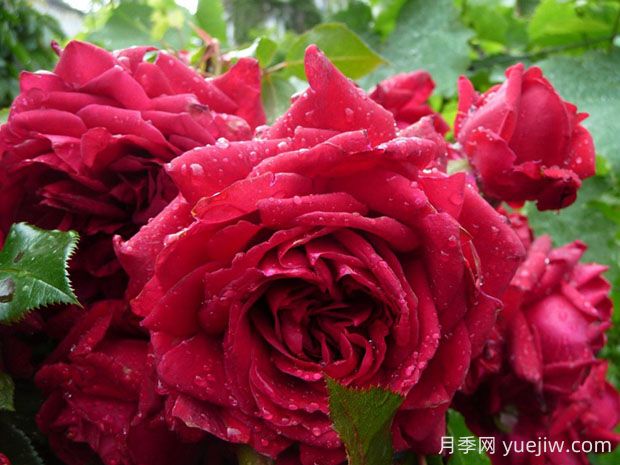 玫瑰國度的天使月季的優(yōu)缺點(diǎn)是什么？(圖1)
