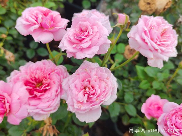 鈴之妖精月季的優(yōu)缺點(diǎn)是什么？(圖1)