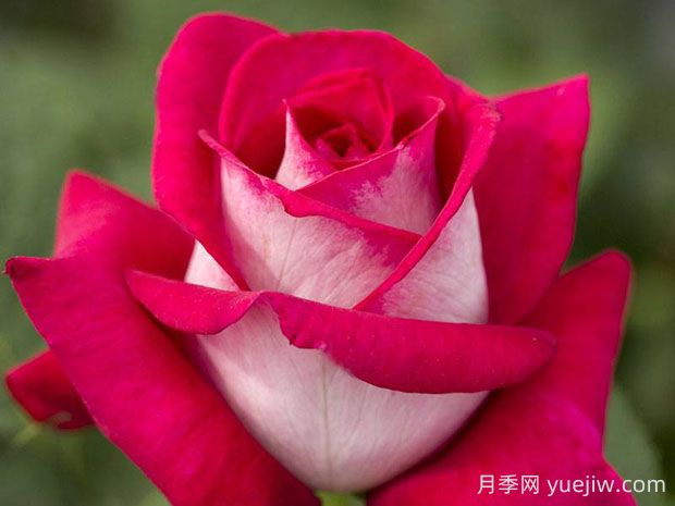 莫妮卡貝魯奇月季的優(yōu)缺點(diǎn)是什么？(圖1)