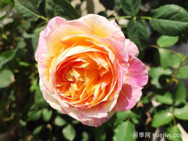 莫奈月季的優(yōu)缺點(diǎn)是什么？(圖1)