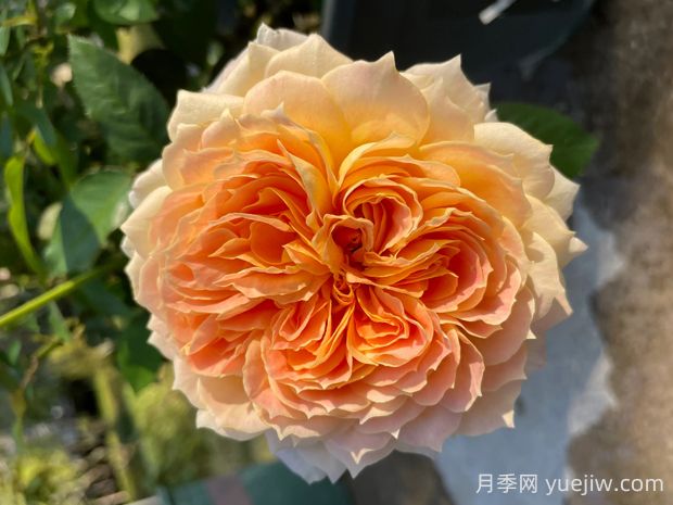 焦糖古董月季的優(yōu)缺點(diǎn)是什么？(圖1)