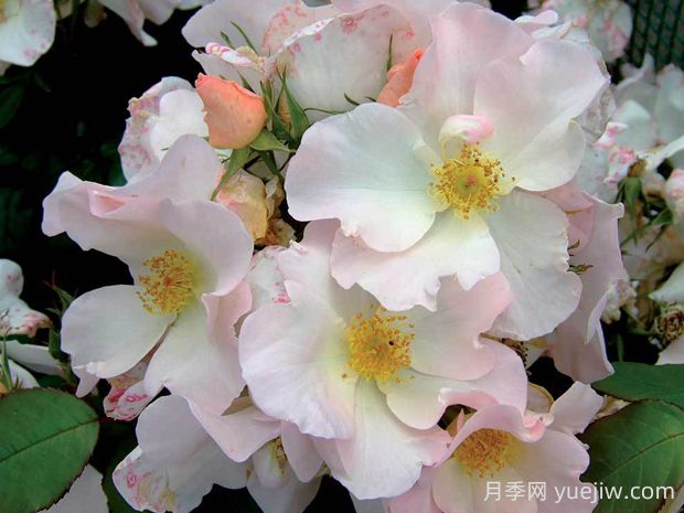 莎莉福爾摩斯月季的優(yōu)缺點(diǎn)是什么？(圖1)