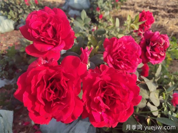 薩曼莎月季的優(yōu)缺點(diǎn)是什么？(圖2)