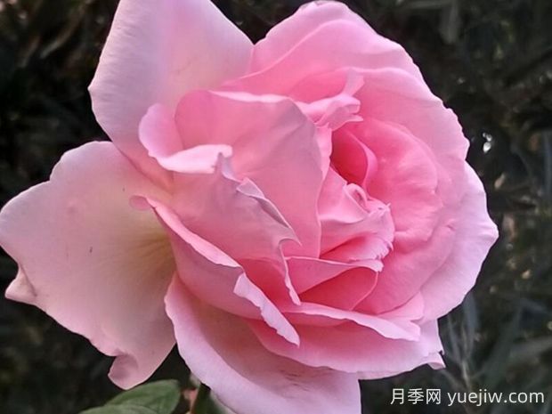 偉大世紀月季的優(yōu)缺點(diǎn)是什么？(圖1)