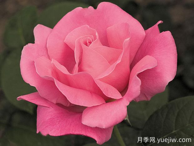 香歡喜月季的優(yōu)缺點(diǎn)是什么？(圖1)