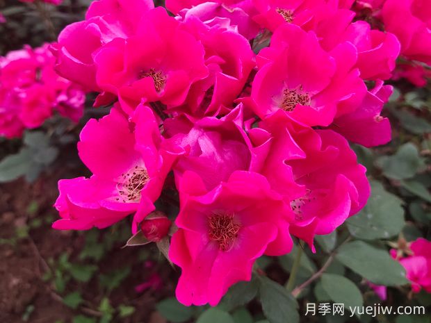 小桃紅月季的優(yōu)缺點(diǎn)是什么？(圖1)