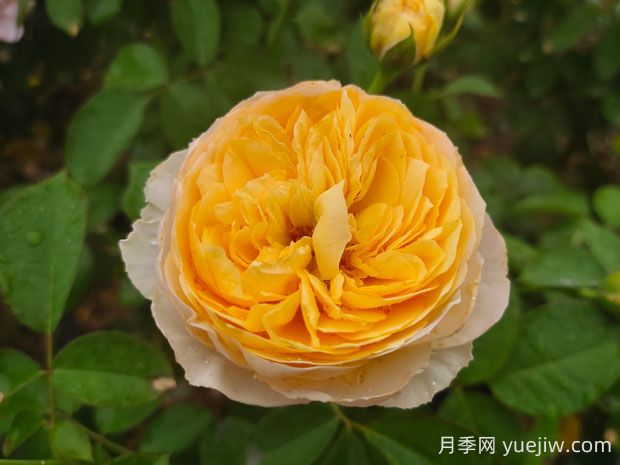 朱麗葉月季值不值得種，有啥優(yōu)缺點(diǎn)(圖1)