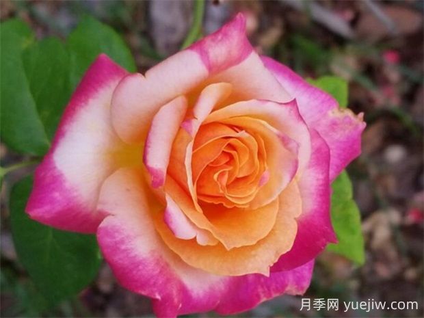 百老匯月季的優(yōu)缺點(diǎn)是什么？(圖1)
