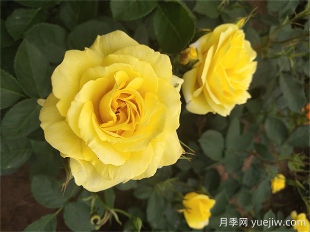 金繡娃月季的優(yōu)缺點(diǎn)是什么？(圖1)