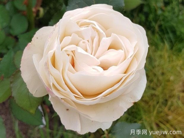 比利時(shí)公主月季的優(yōu)缺點(diǎn)是什么？(圖1)