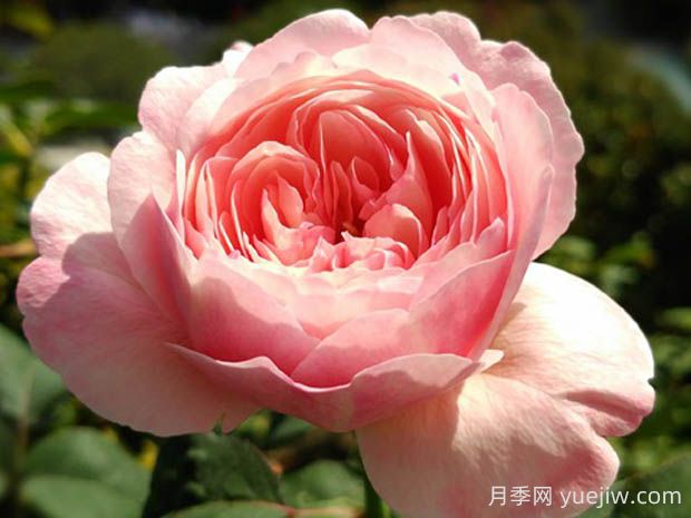 環(huán)月季的優(yōu)缺點(diǎn)是什么？(圖1)