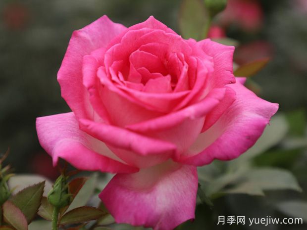 甜蜜的夢(mèng)月季的優(yōu)缺點(diǎn)是什么？(圖1)