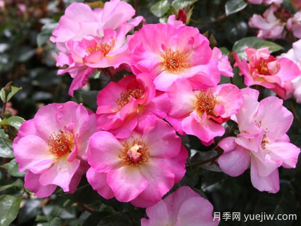 碧璽電氣石月季的優(yōu)缺點(diǎn)是什么？(圖1)