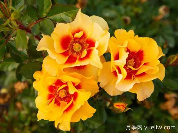 霞舞月季的優(yōu)缺點(diǎn)是什么？(圖1)