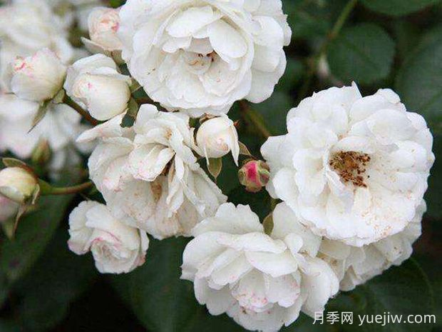 白臥龍月季的優(yōu)缺點(diǎn)是什么？(圖1)