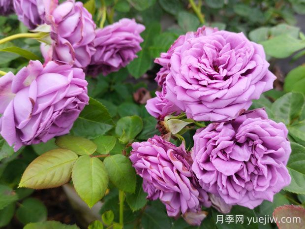 微藍月季的優(yōu)缺點(diǎn)是什么？(圖1)