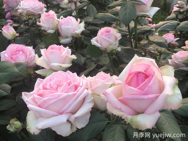樂(lè )天派月季的優(yōu)缺點(diǎn)是什么？(圖1)