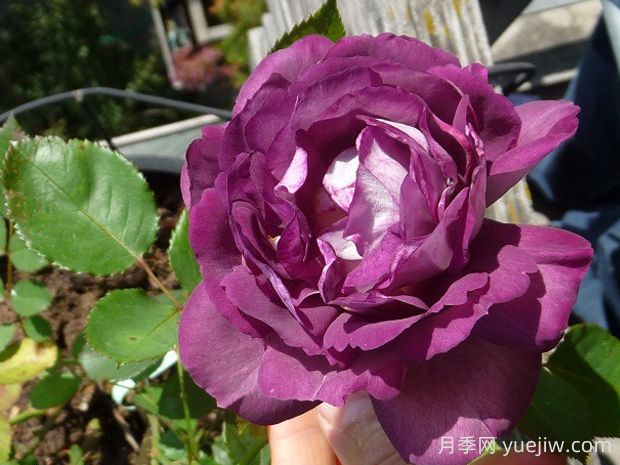 哈德斯菲爾德合唱團月季的優(yōu)缺點(diǎn)是什么？(圖1)