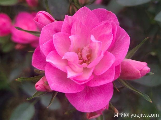 天荷繁星月季的優(yōu)缺點(diǎn)是什么？(圖1)