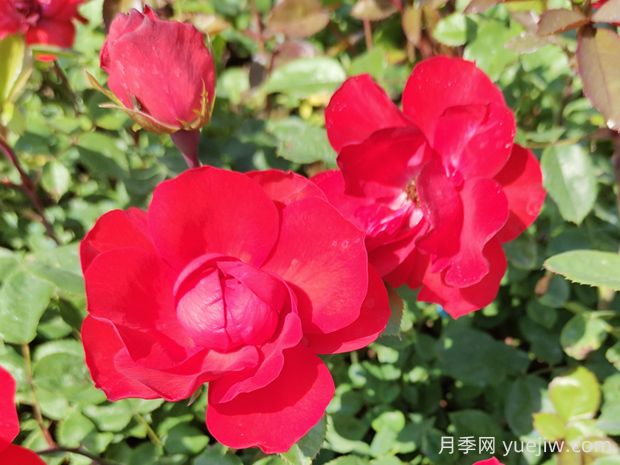 北京紅月季的優(yōu)缺點(diǎn)是什么？(圖1)