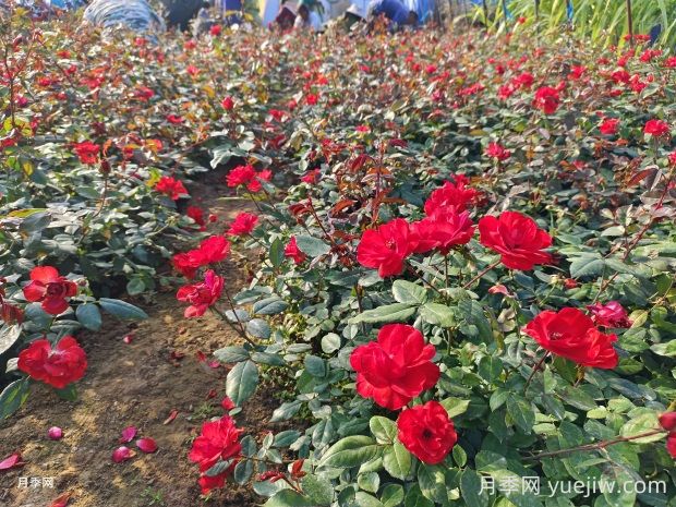 北京紅月季的優(yōu)缺點(diǎn)是什么？(圖2)