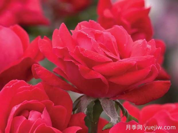 紅色絕代佳人月季的優(yōu)缺點(diǎn)是什么？(圖1)