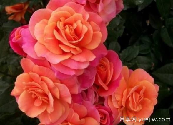 迪士尼樂(lè )園月季的優(yōu)缺點(diǎn)是什么？(圖1)