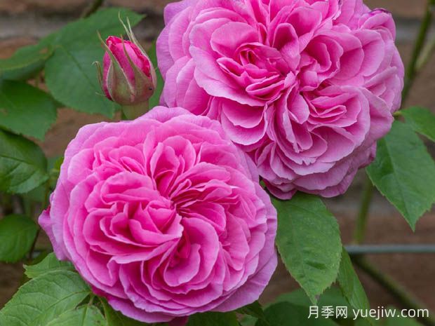 格特魯德杰基爾月季的優(yōu)缺點(diǎn)是什么？(圖1)