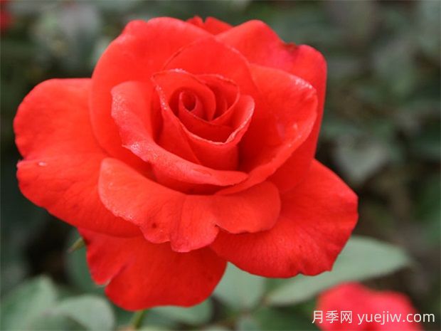 翰錢(qián)月季的優(yōu)缺點(diǎn)是什么？(圖1)