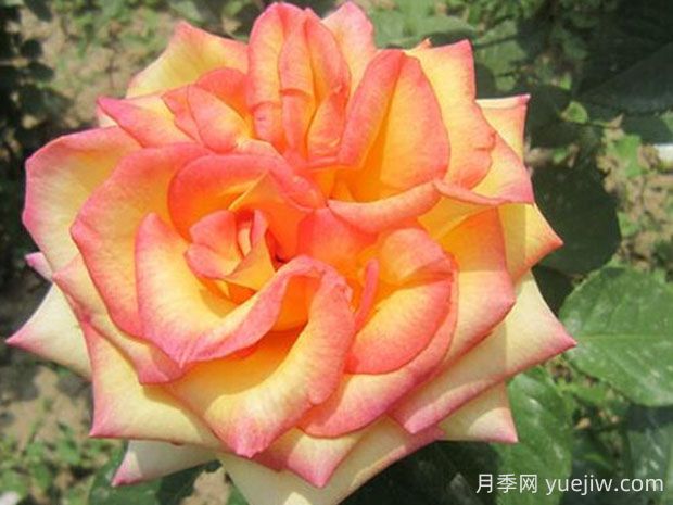 希臘之鄉月季優(yōu)缺點(diǎn)分享(圖1)