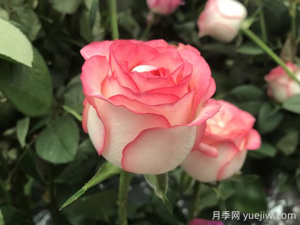 朱米莉亞月季的優(yōu)缺點(diǎn)是什么？(圖1)